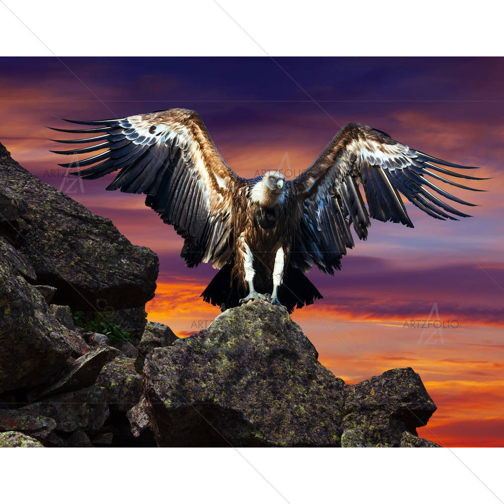 Condor Sitting On Stone — Fluid marble custom art by ArtzFolio