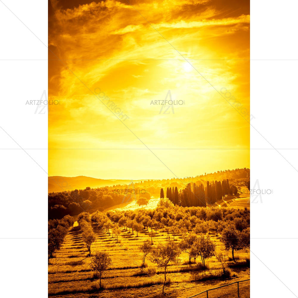 Olive Field in Tuscany, Central Italy — Automobiles custom art by ArtzFolio