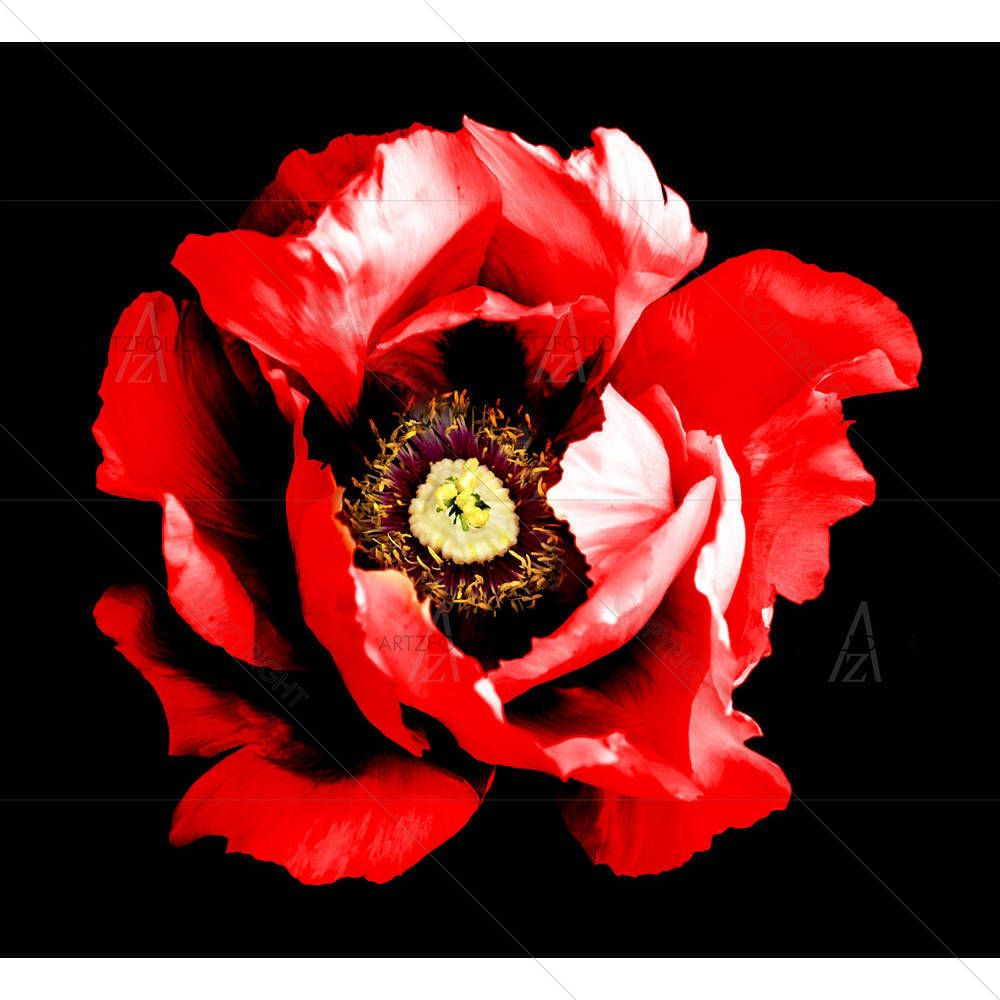 Red Peony Flower D2 — custom-size art design 5006848