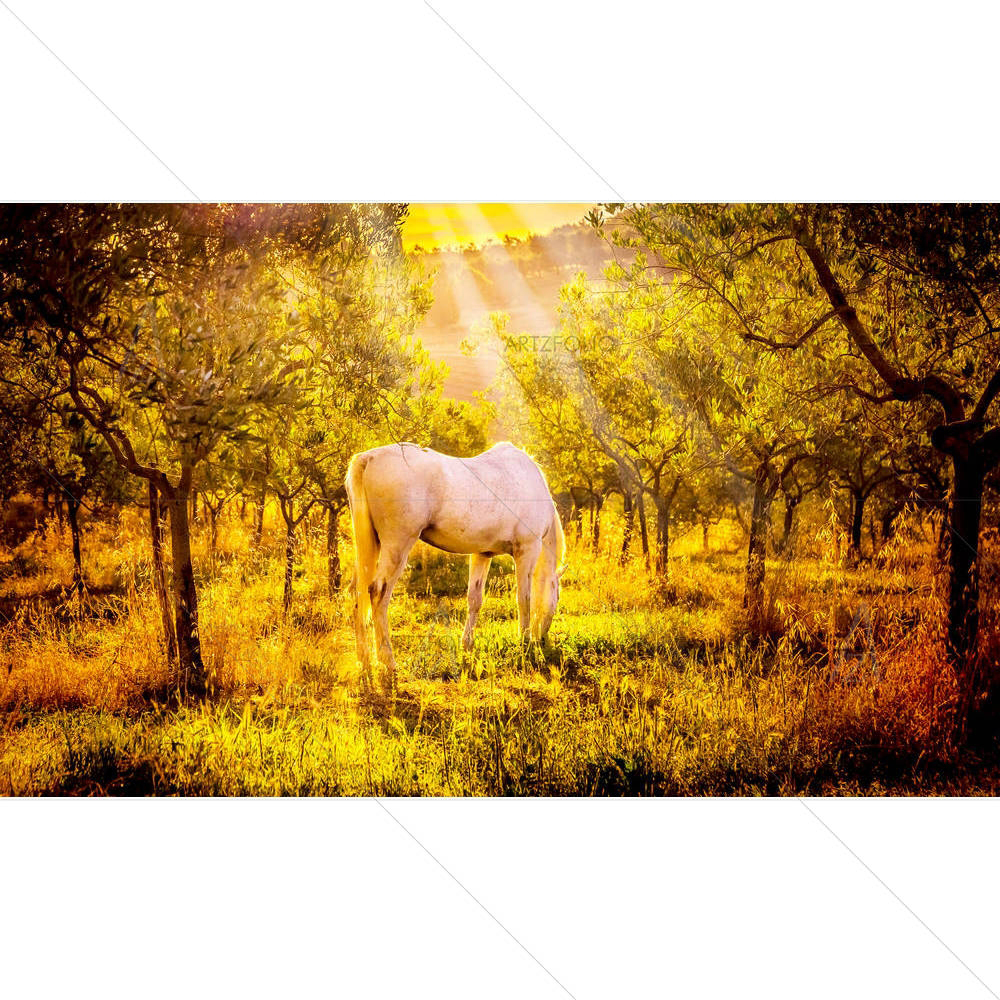 White Wild Horse In Olive Tuscan Orchard — Animals custom art by ArtzFolio