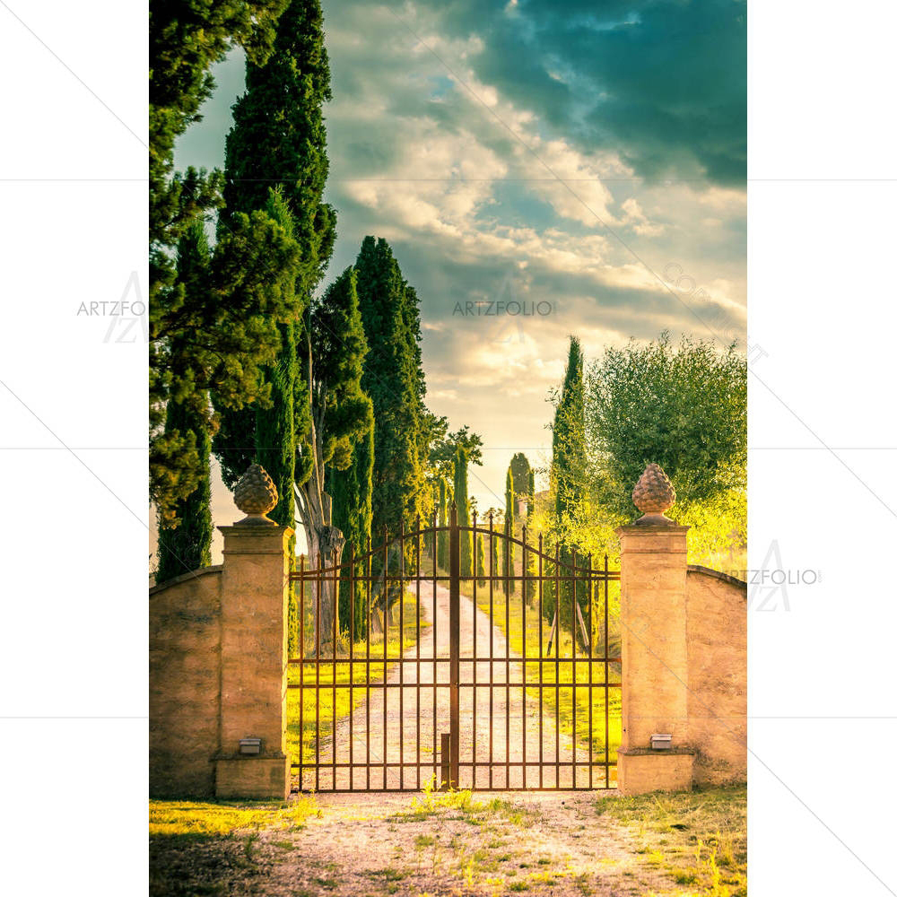 Tall Cypress Trees in Tuscany, Italy — custom-size art design 5006875