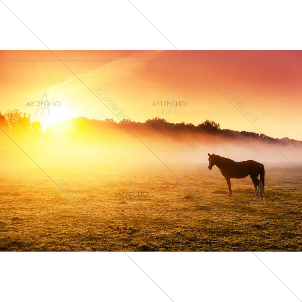 Arabian Horses Grazing On Pasture, Ukraine, Europe — Animals custom art by ArtzFolio