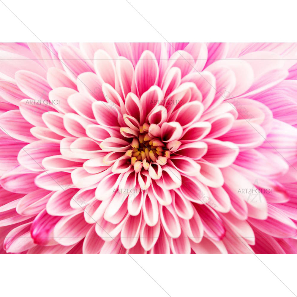 Chrysanthemum Flower D1 — Botanical custom art by ArtzFolio