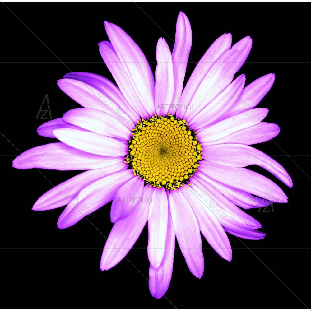 White Daisy Flower — custom-size art design 5007053