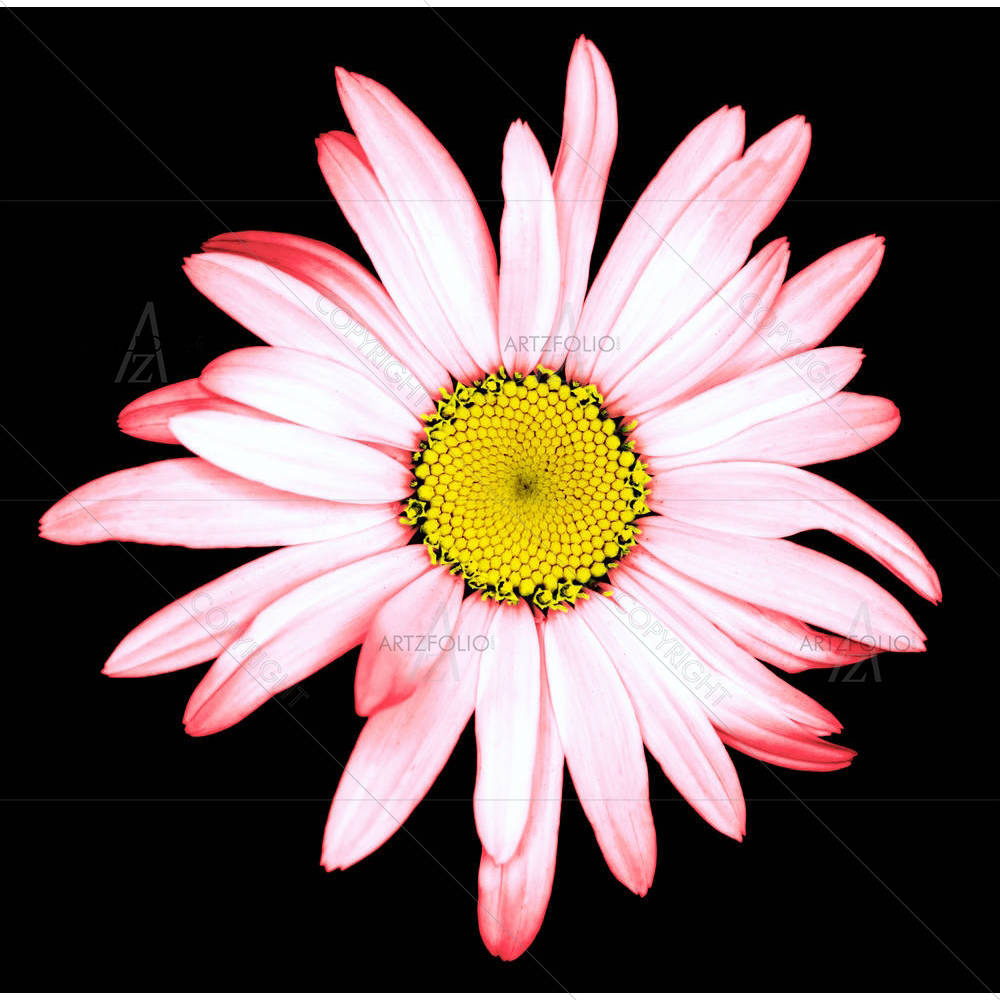 Surreal Daisy Flower — Botanical custom art by ArtzFolio