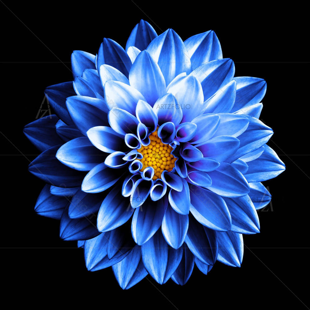 Surreal Dark Dahlia Flower D1 — custom-size art design 5007061