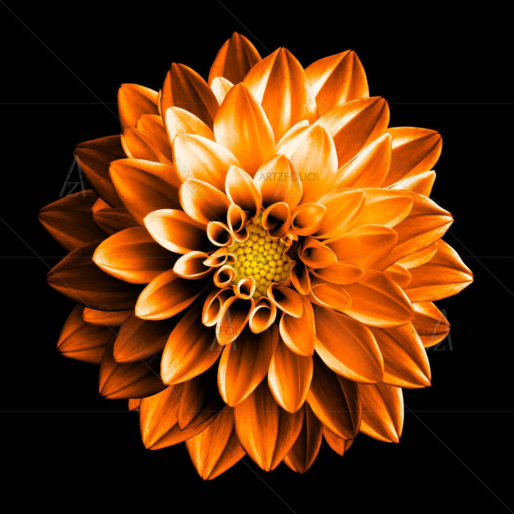 Surreal Dark Dahlia Flower D2 — custom-size art design 5007062