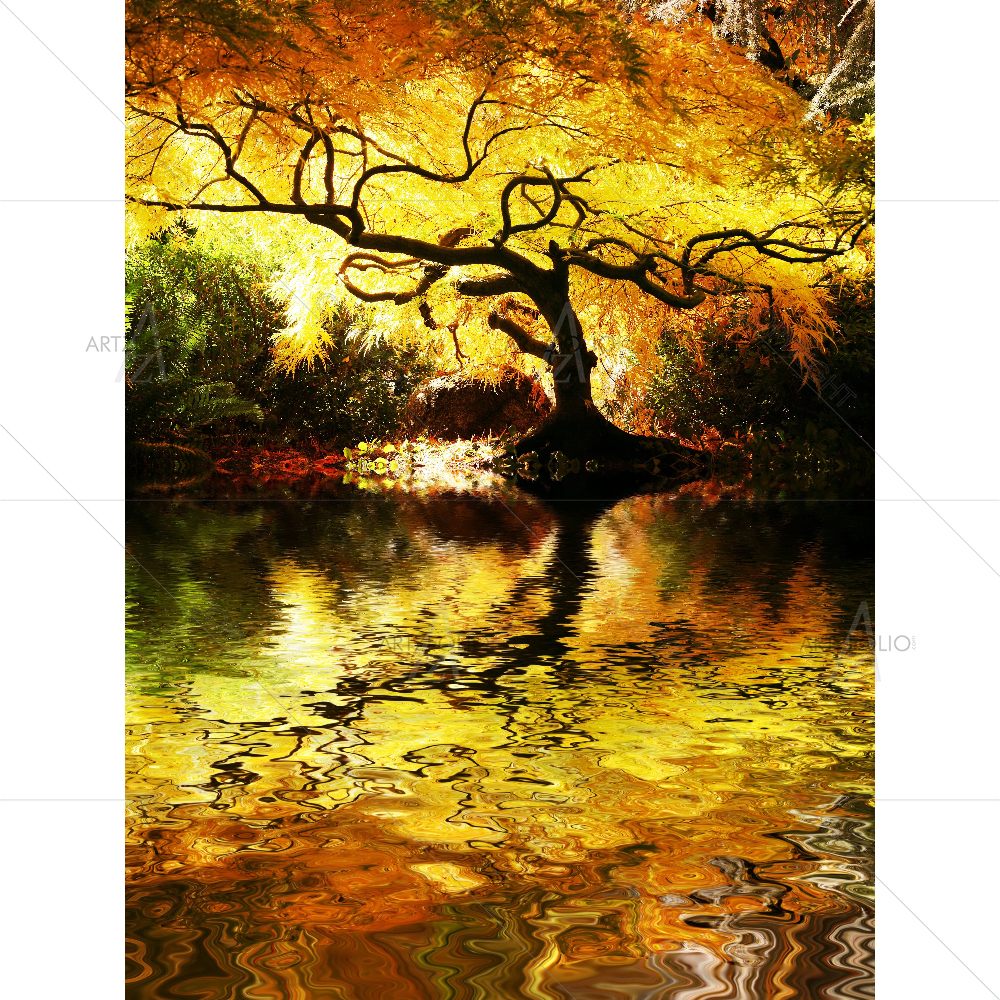 Japanese Maple In Park — custom-size art design 5007747