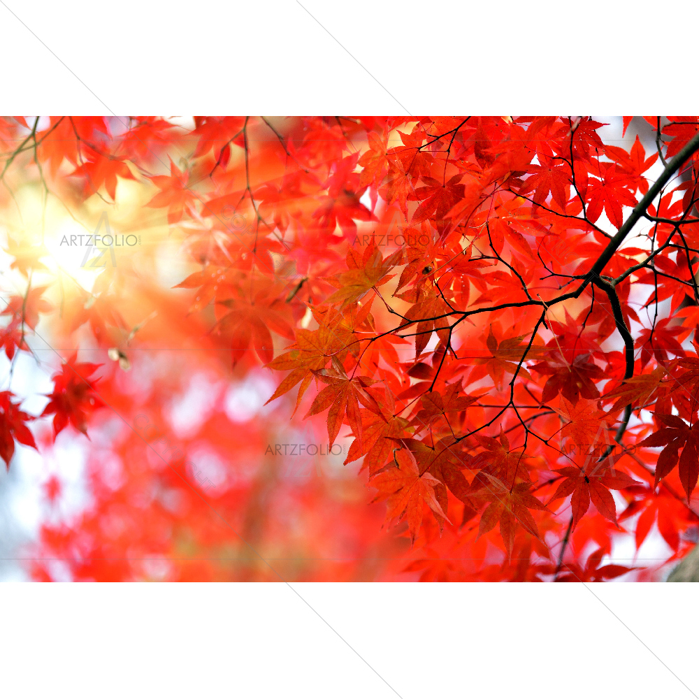 Japanese Red Maple Tree, Kyoto — custom-size art design 5007753