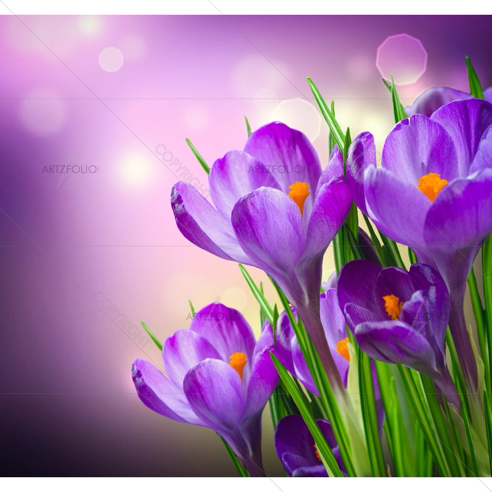 Crocus Spring Flowers — custom-size art design 5007757