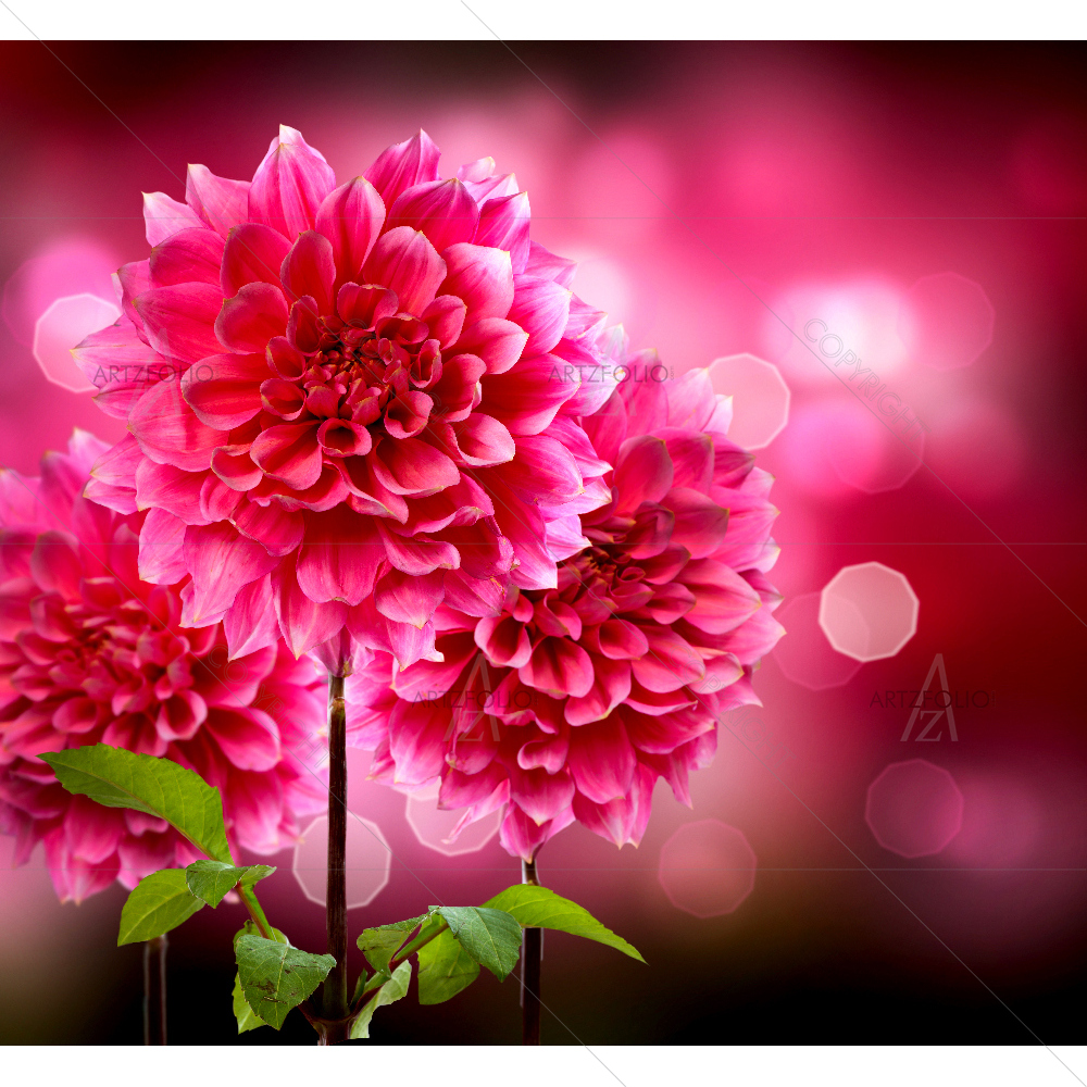 Dahlia Autumn Flowers — custom-size art design 5007758