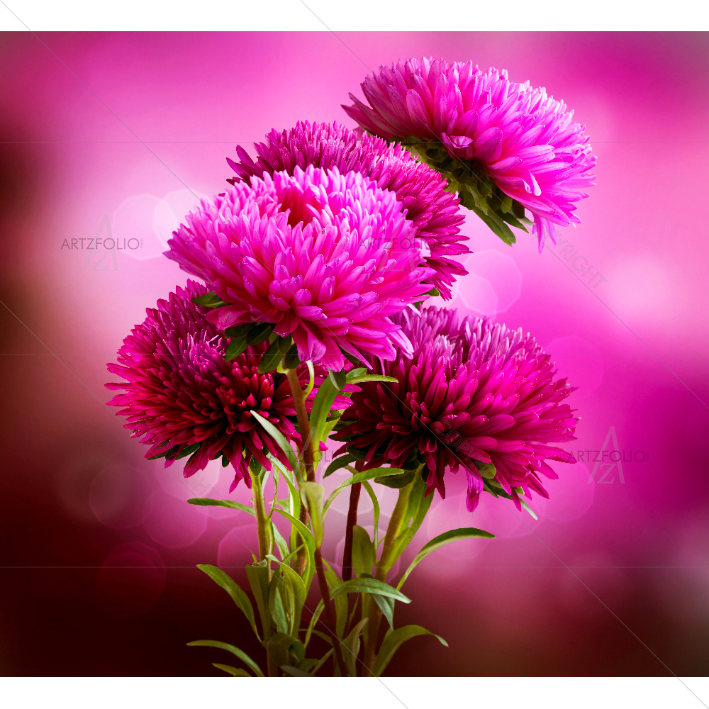 Aster Flowers Bouquet Art Design — custom-size art design 5007759