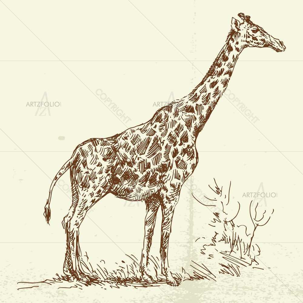 Wild Animals Sketches D1 — custom-size art design 5008911