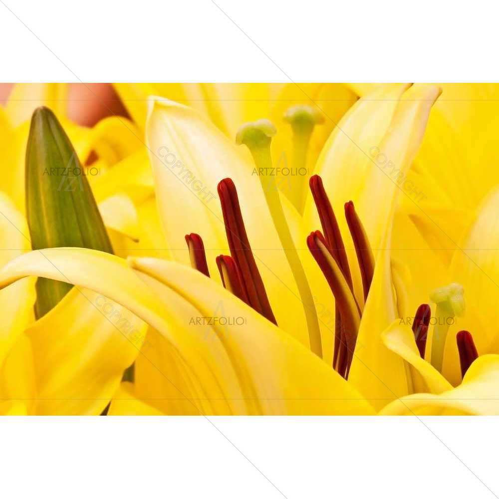 Beautiful Pistil — Botanical custom art by ArtzFolio
