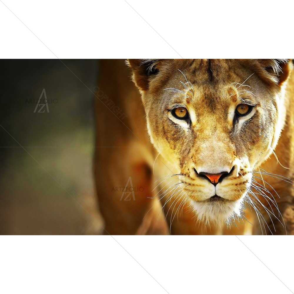 Dare to Stare — custom-size art design 5008927