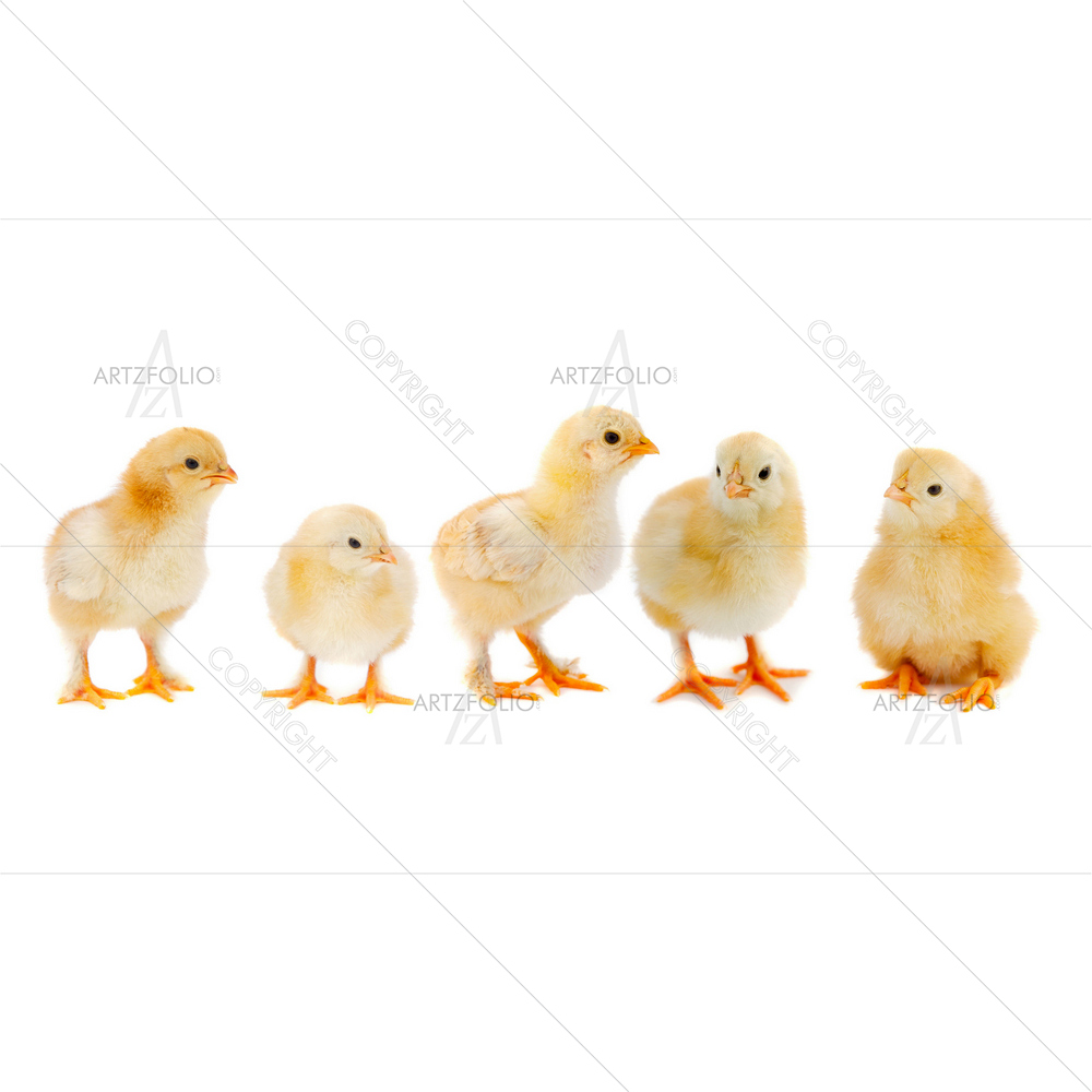 Chicks Portrait — custom-size art design 5009286