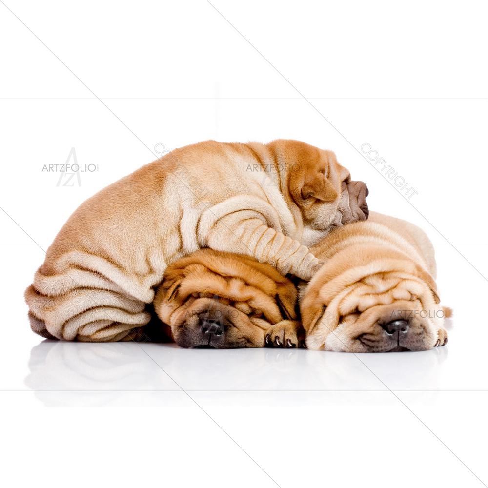 Shar Pei Puppies — custom-size art design 5009291