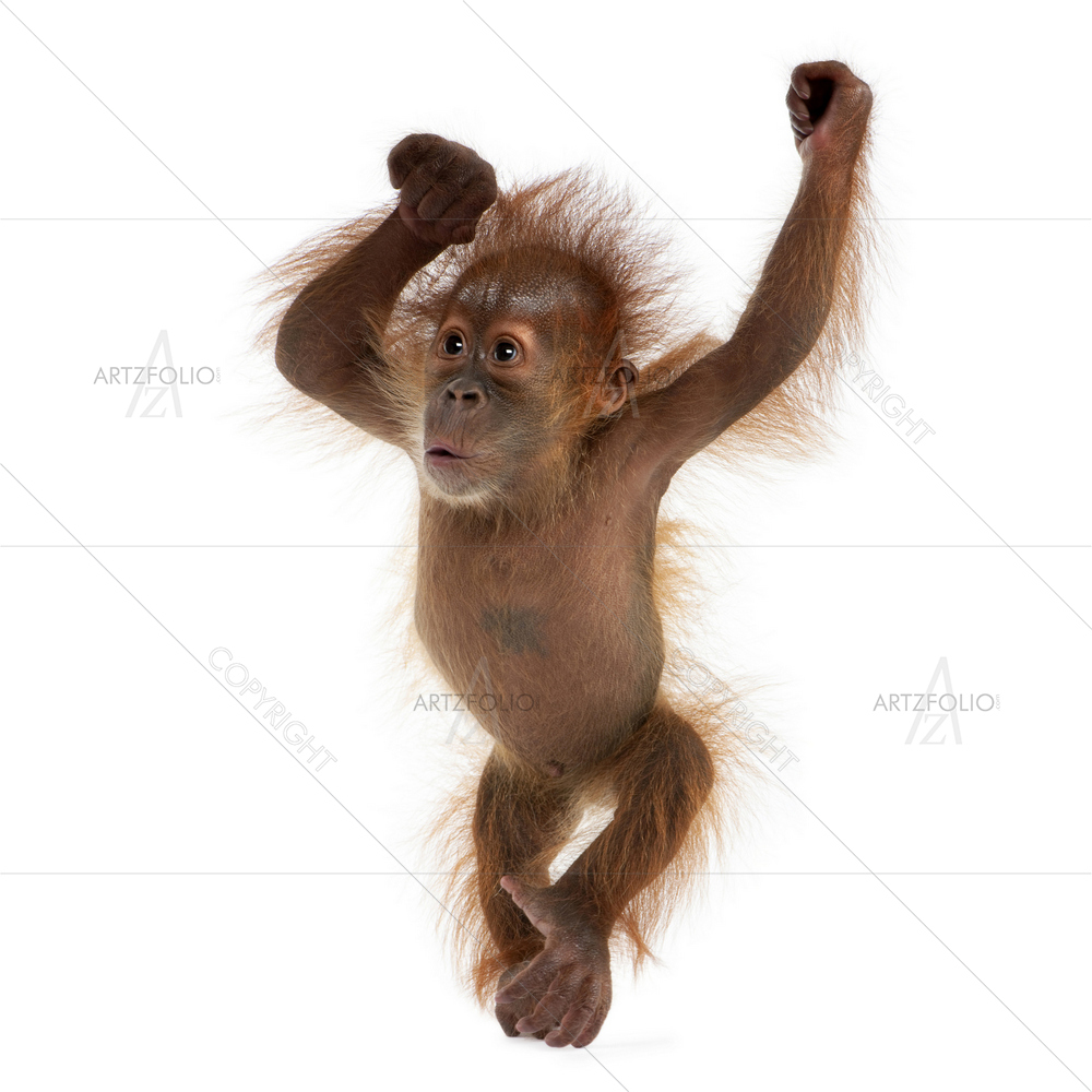 Baby Sumatran Orangutan — custom-size art design 5009329