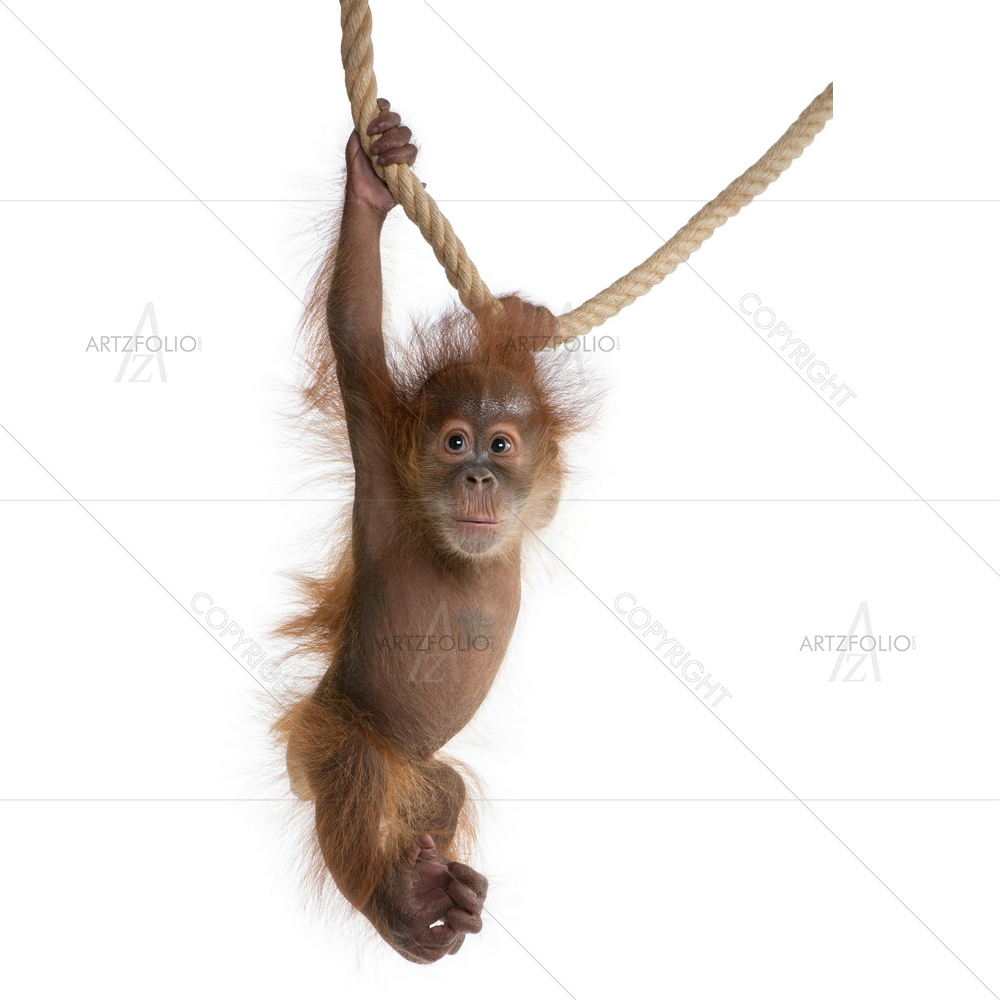 Baby Sumatran Orangutan hanging from Rope — custom-size art design 5009332