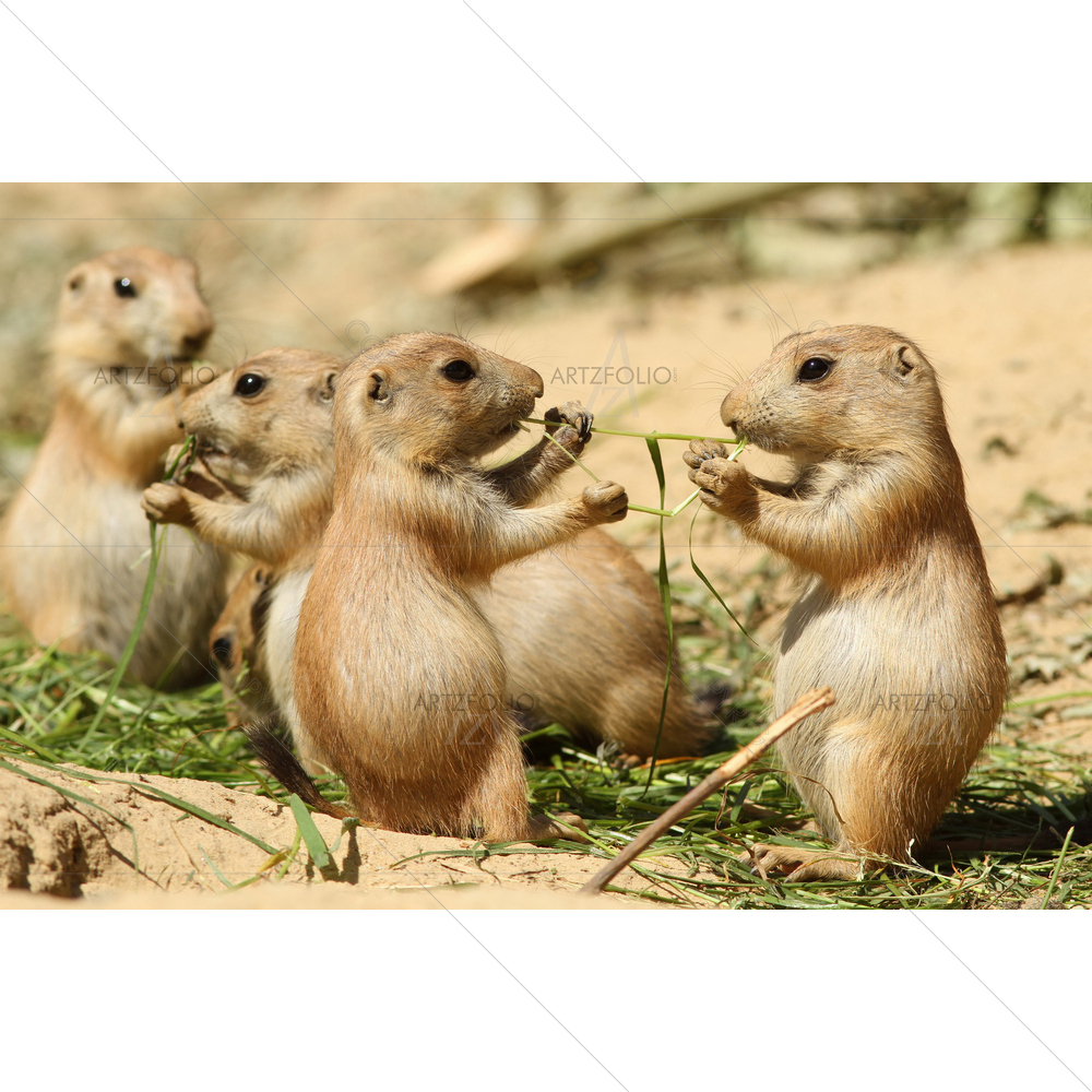 Baby Prairie Dogs Sharing Food — custom-size art design 5009352