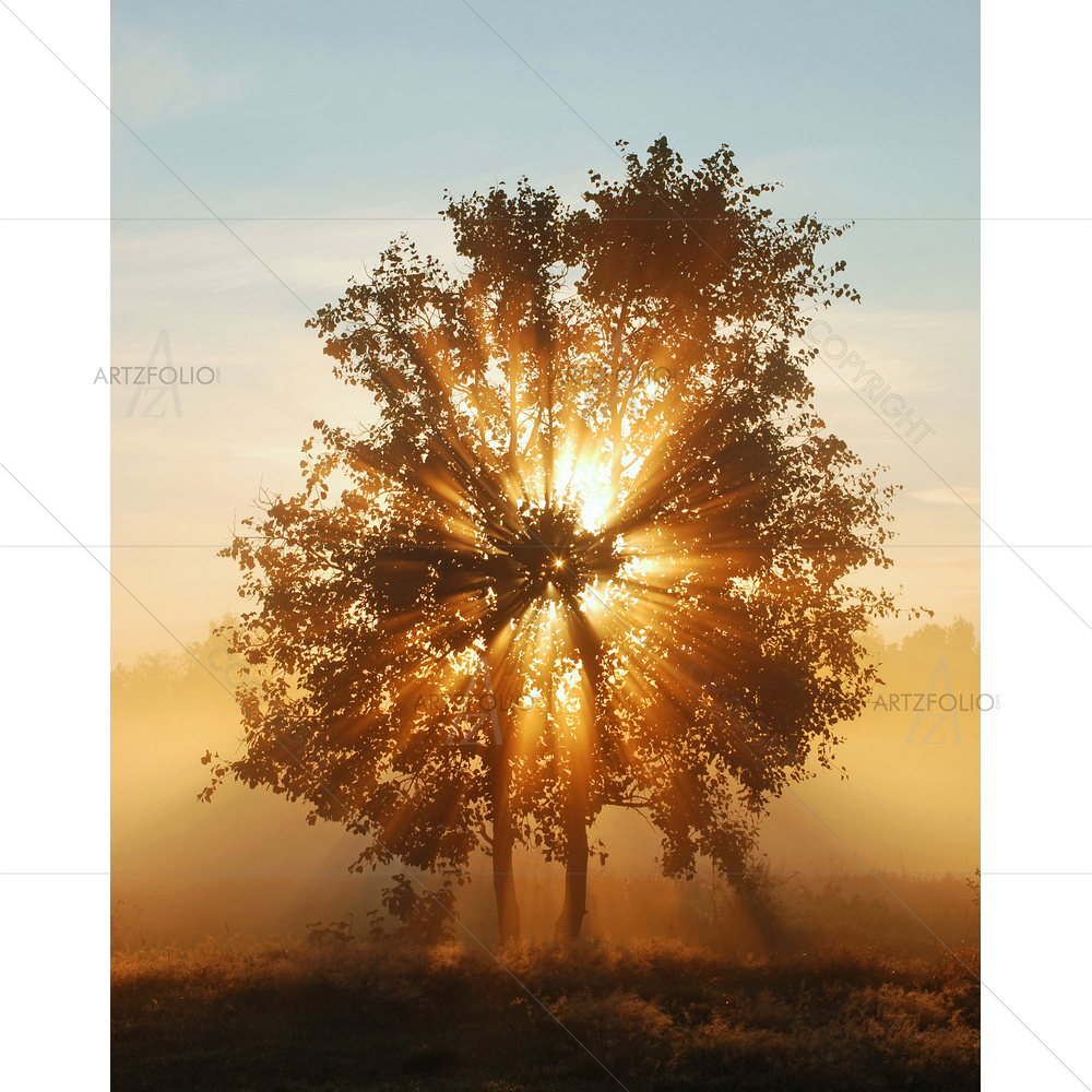 Morning Sun Beaming Through Tree — custom-size art design 5009355