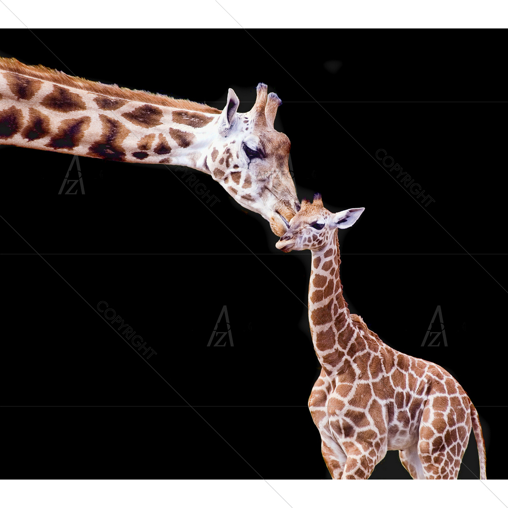 Mother and Baby Giraffe — custom-size art design 5009391