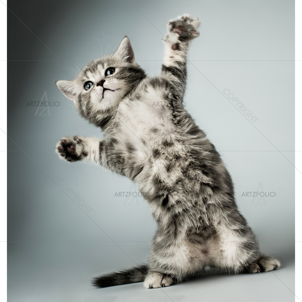 Gray Kitten — custom-size art design 5009392