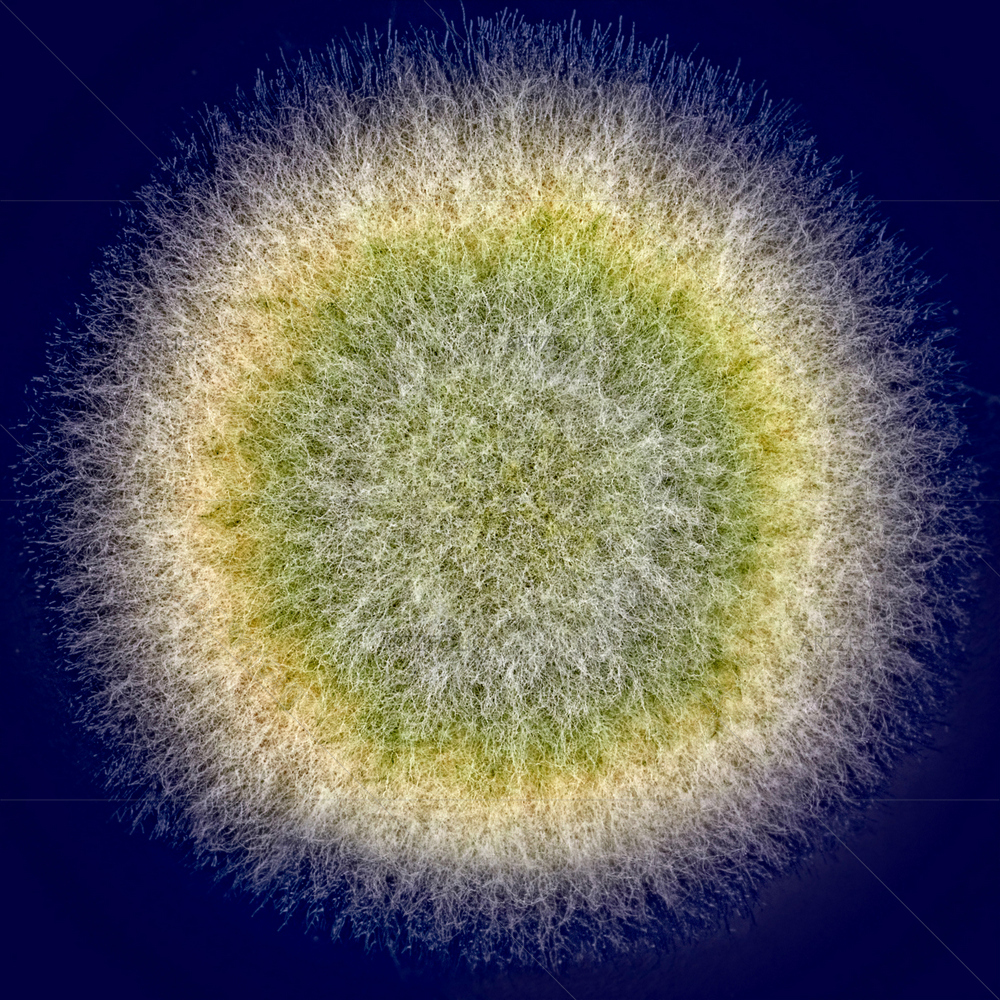 Mold Spores D1 — Abstract custom art by ArtzFolio