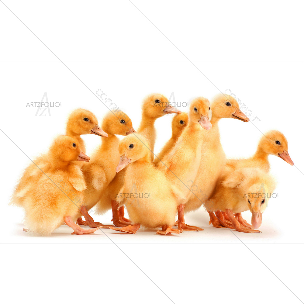 Baby Duck — Animals custom art by ArtzFolio