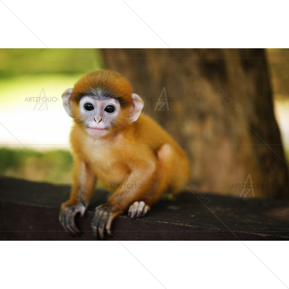 Monkey Langur Looking at Camera — custom-size art design 5009445