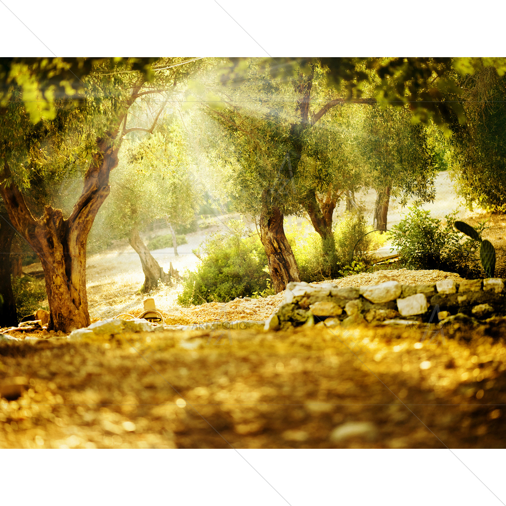 Olive Trees — custom-size art design 5009460