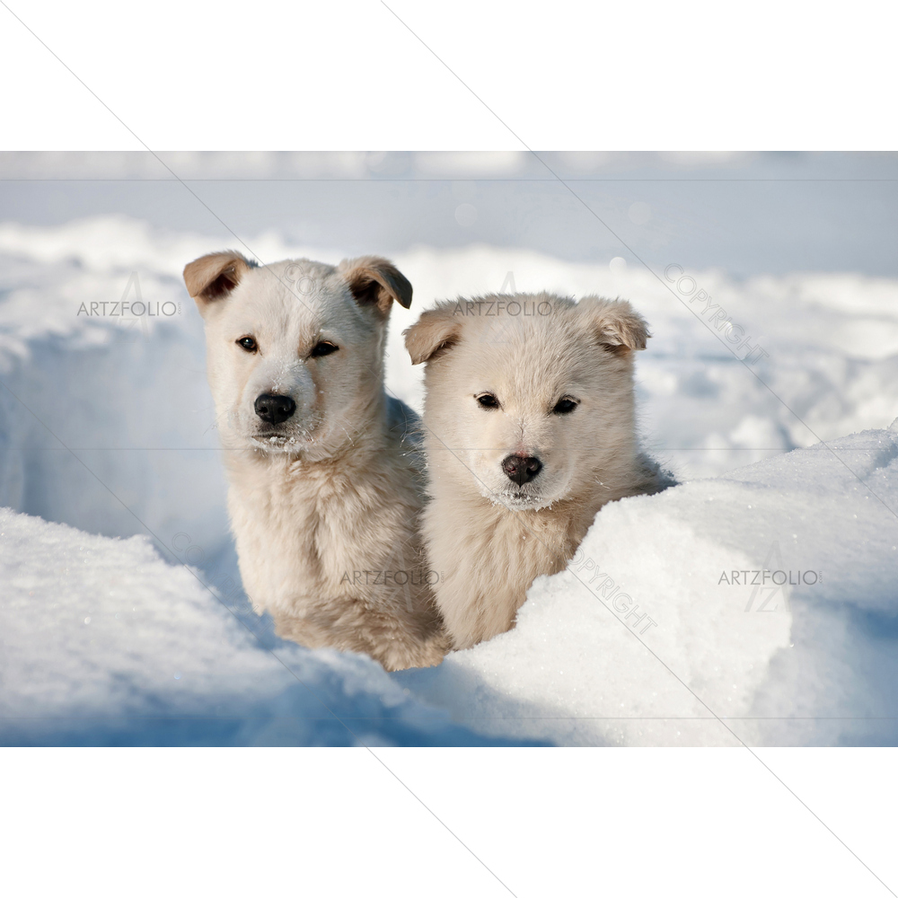 Puppies Wandering — custom-size art design 5009465