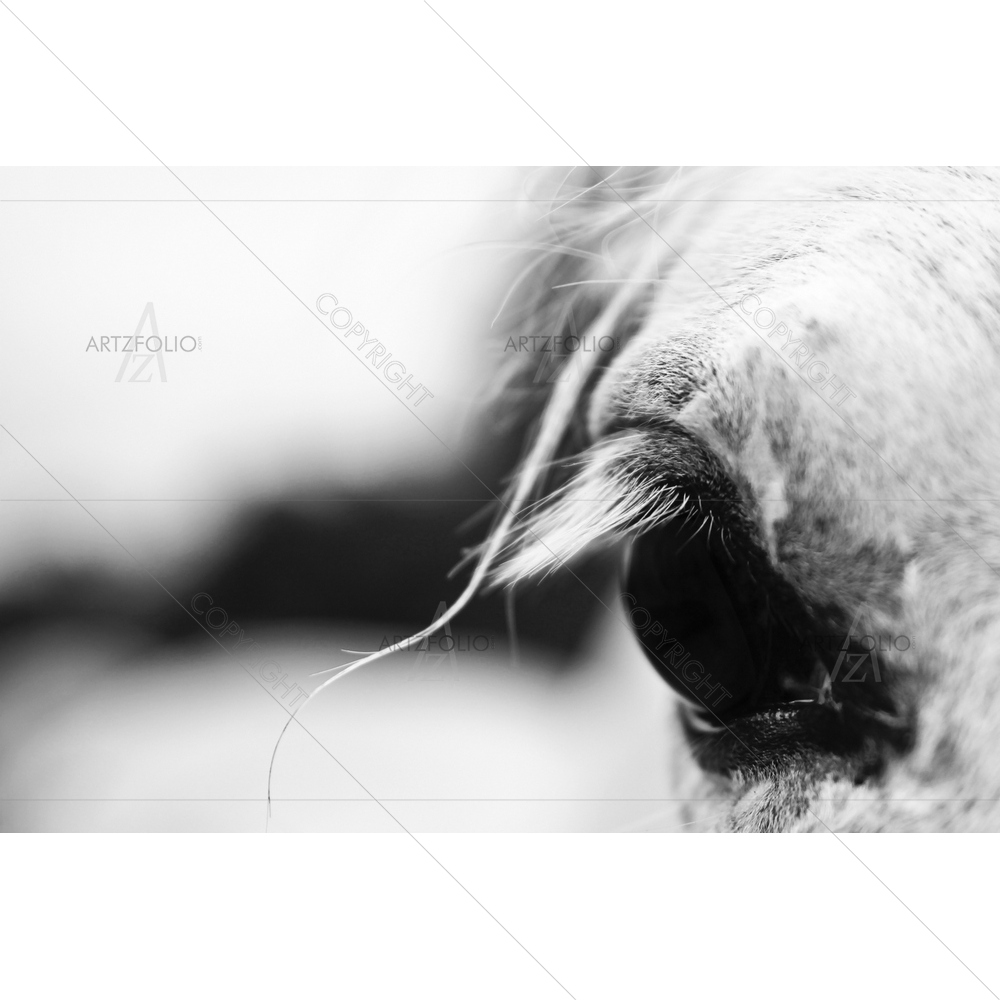 White Horse's Eye — custom-size art design 5009483