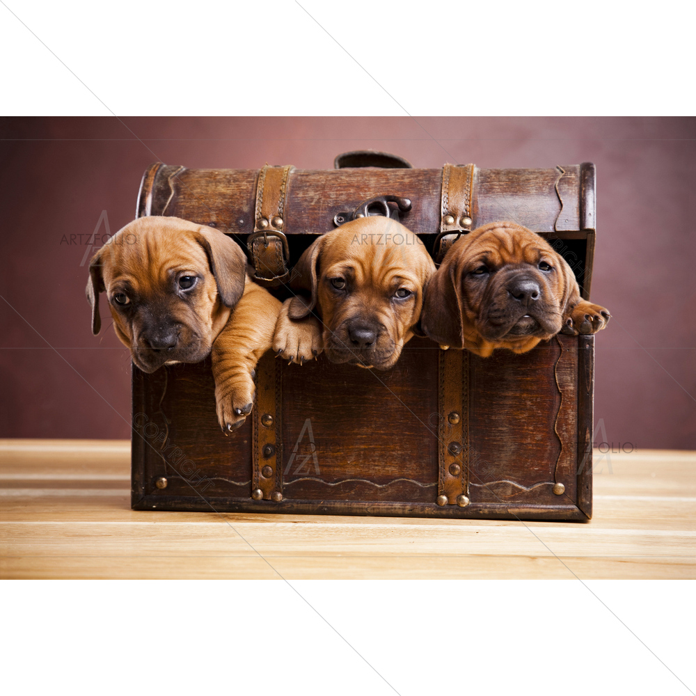 Puppies in Box — American custom art by ArtzFolio