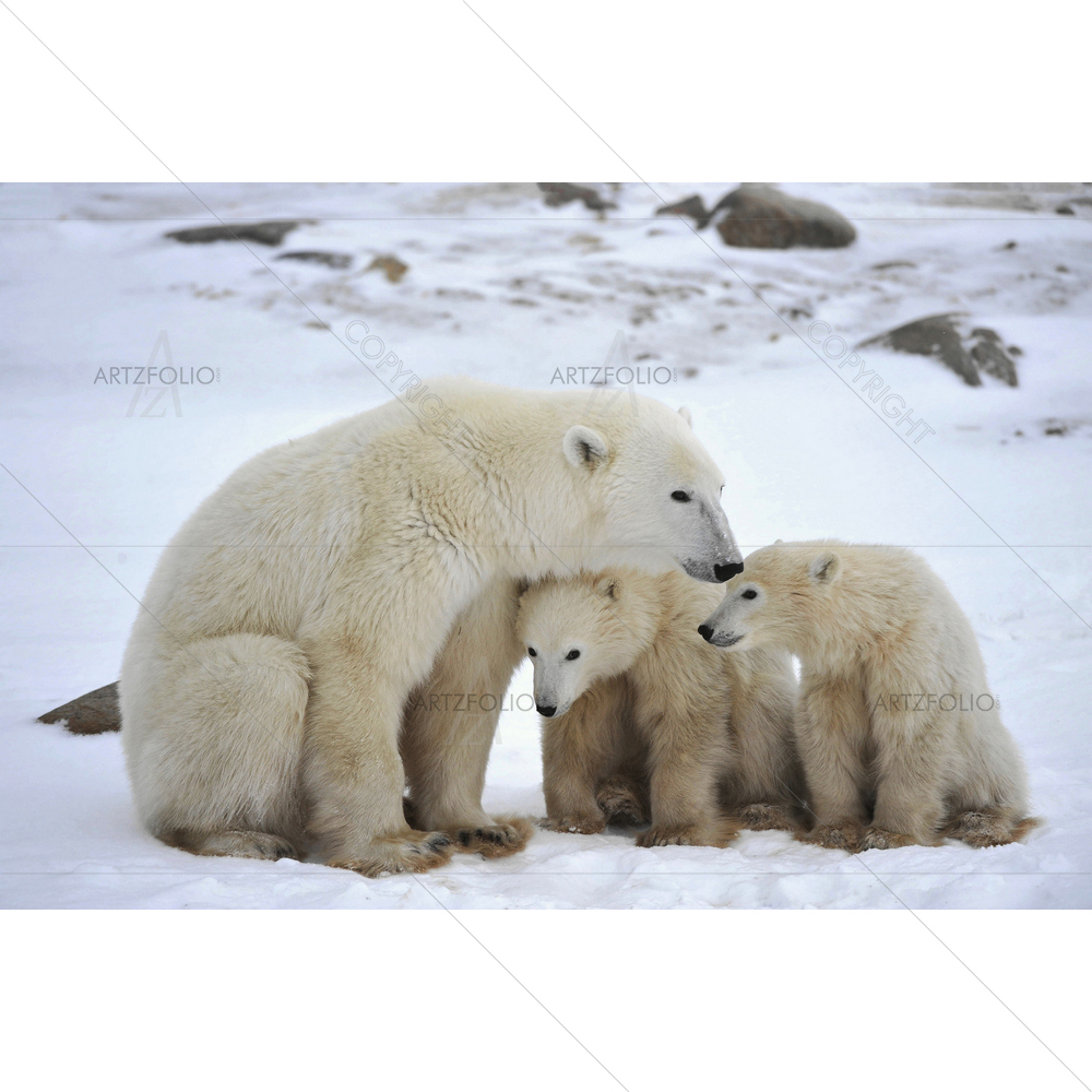 Female Polar Bear with Cubs — Animals custom art by ArtzFolio