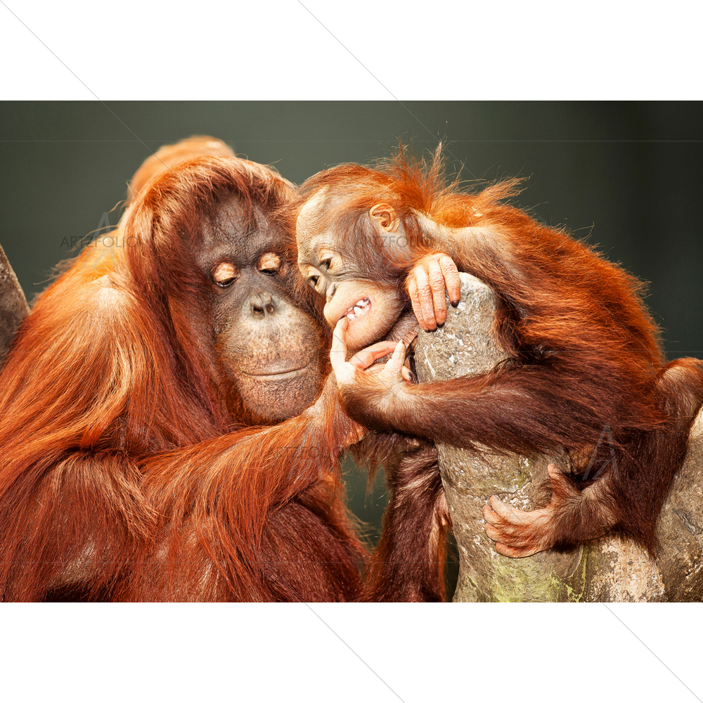 Mother and Baby Orangutans — Animals custom art by ArtzFolio