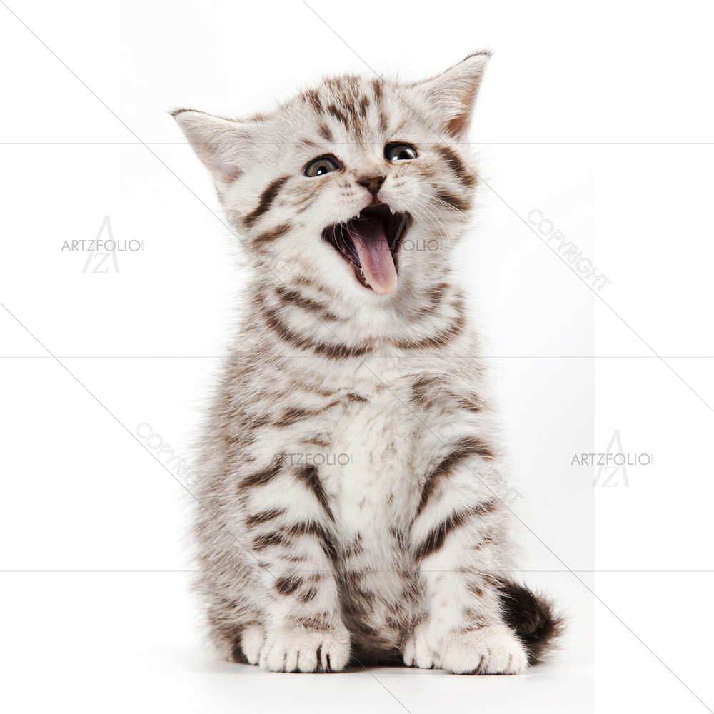 Grey Little Kitten — Animals custom art by ArtzFolio