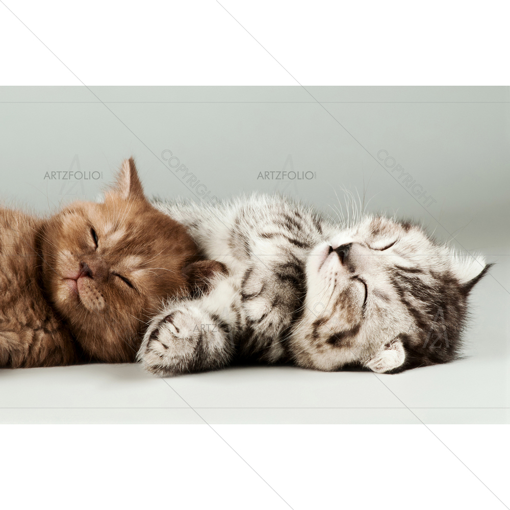 Scottish-Fold Gray Kitten — Animals custom art by ArtzFolio