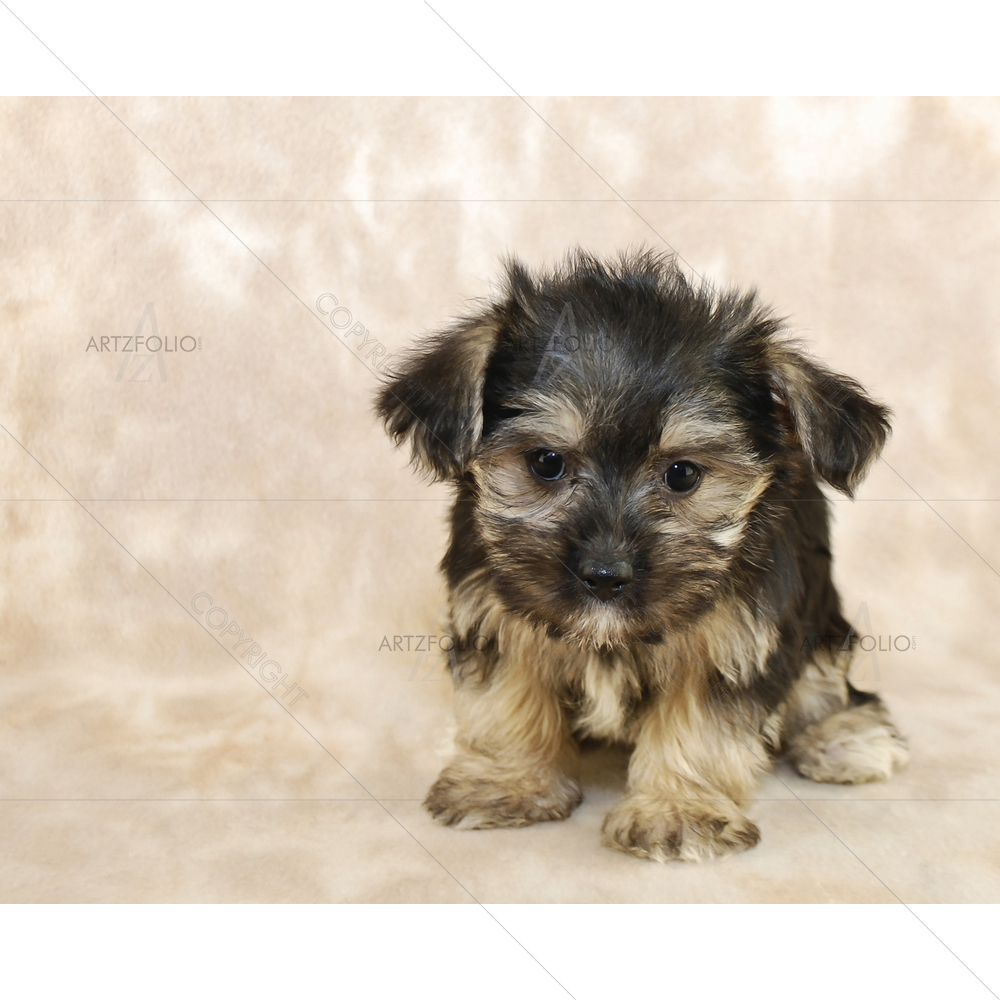 Baby Puppy — custom-size art design 5009520