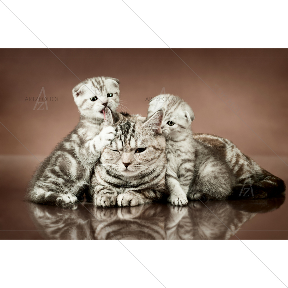 Kittens Family — custom-size art design 5009521