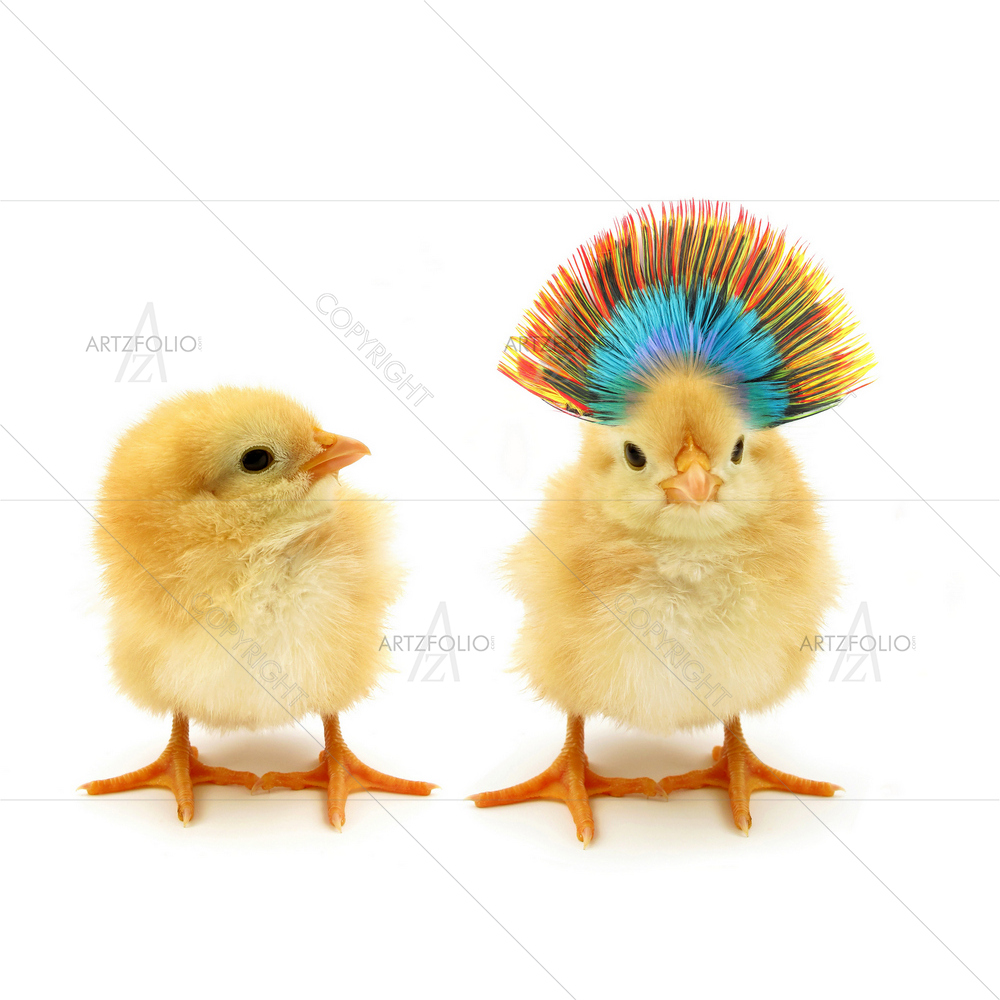 Two Chicks — Animals custom art by ArtzFolio