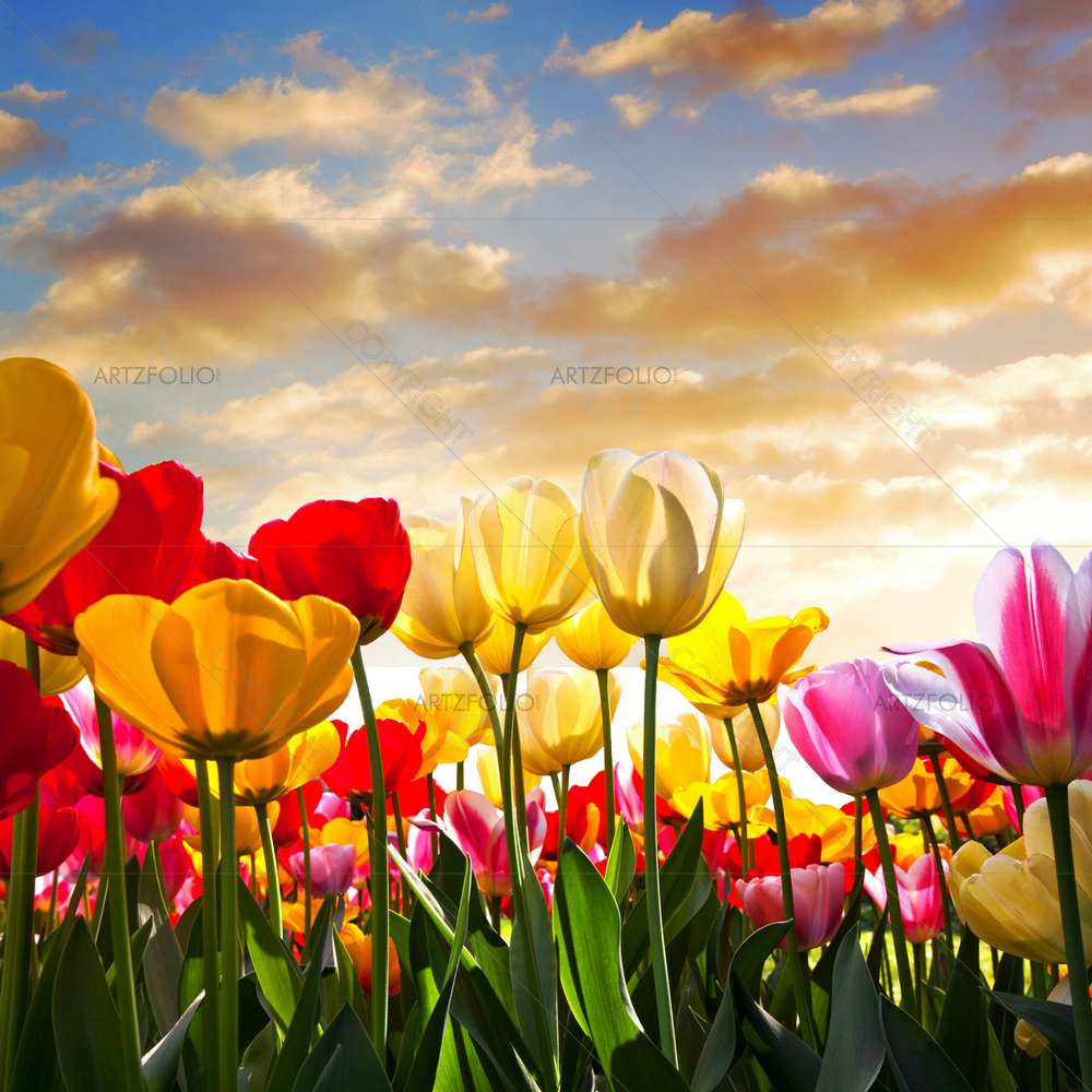 Sunset Landscape D2 — Botanical custom art by ArtzFolio