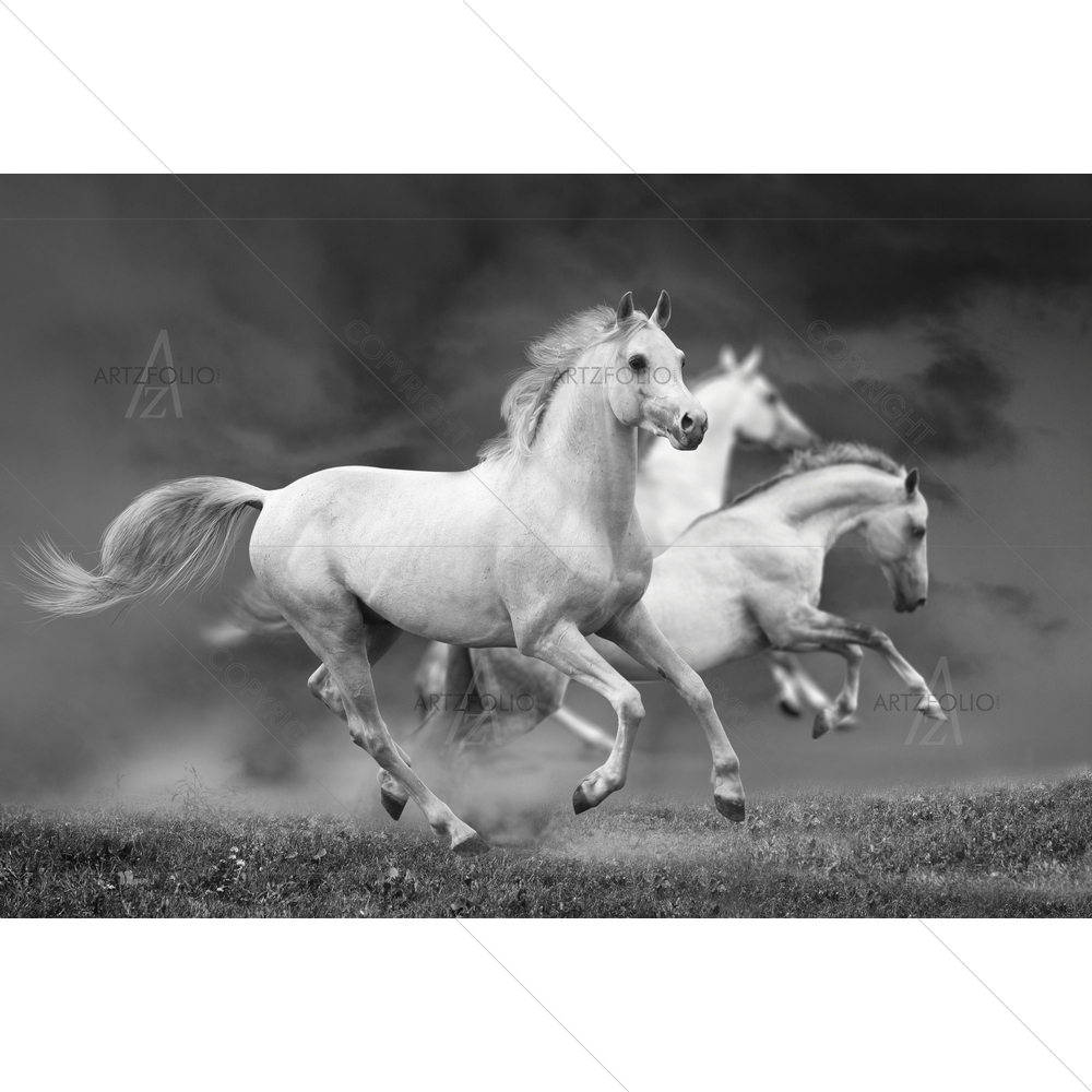 Black & White Horses — Nature custom art by ArtzFolio