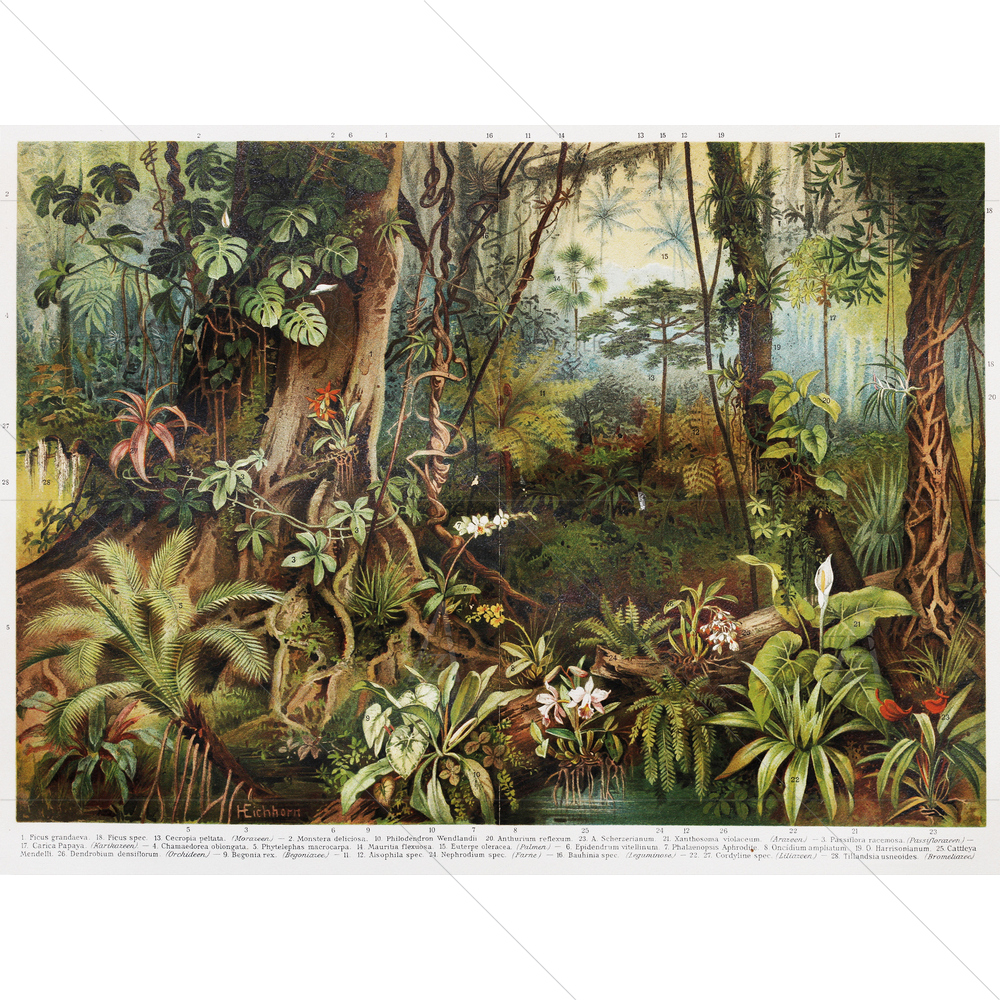 Tropical Forest Plants — custom-size art design 5009614