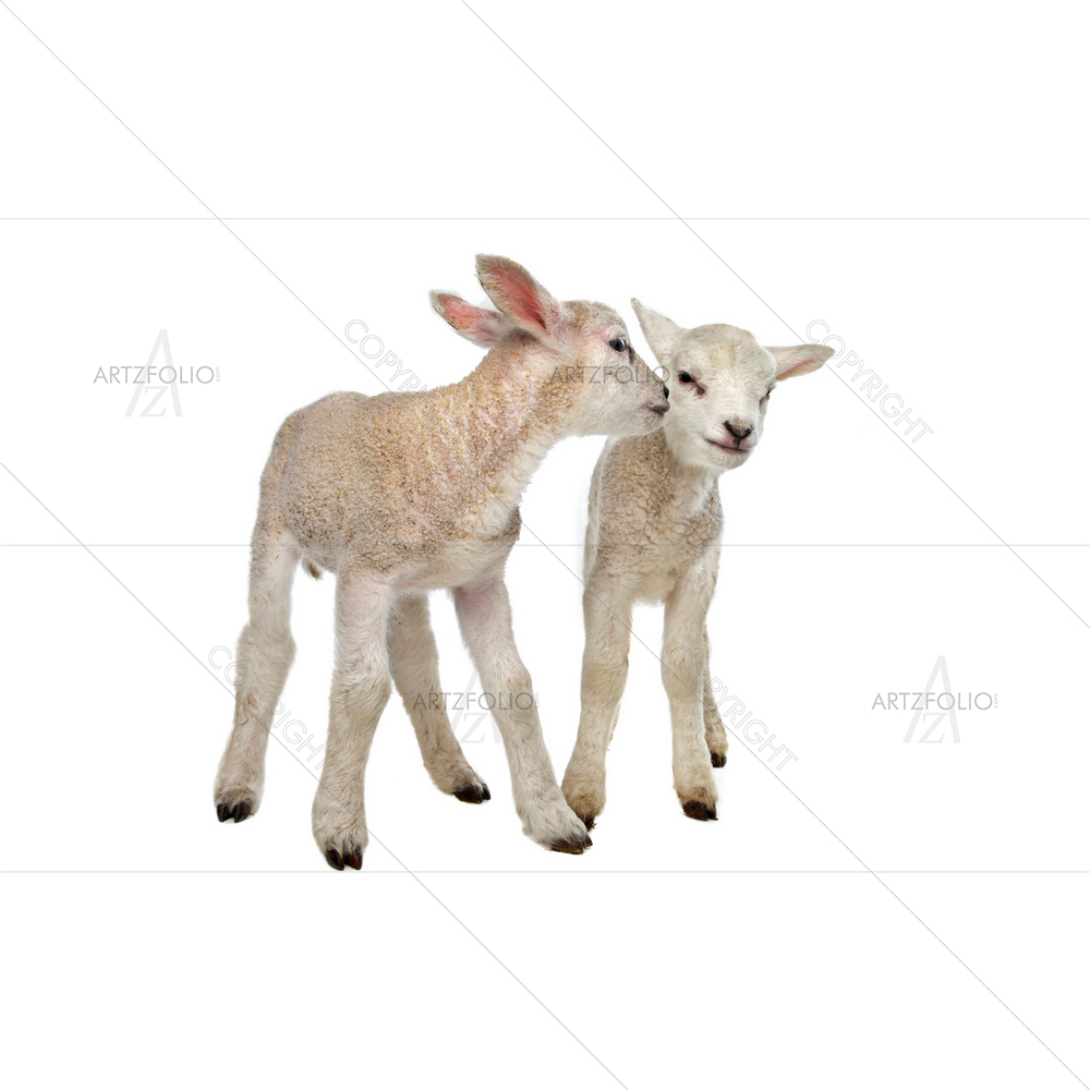 Two Little Lambs — custom-size art design 5009630