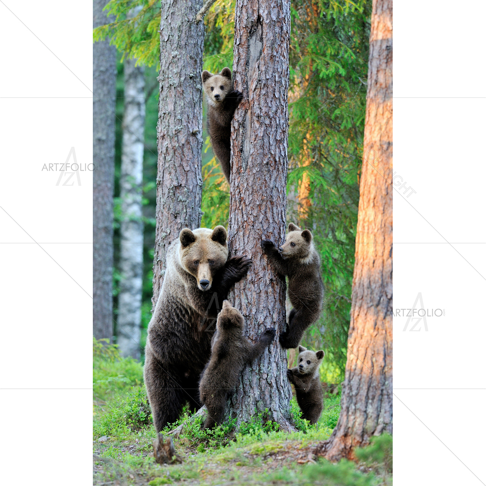 Brown Bear with Cubs — Animals custom art by ArtzFolio