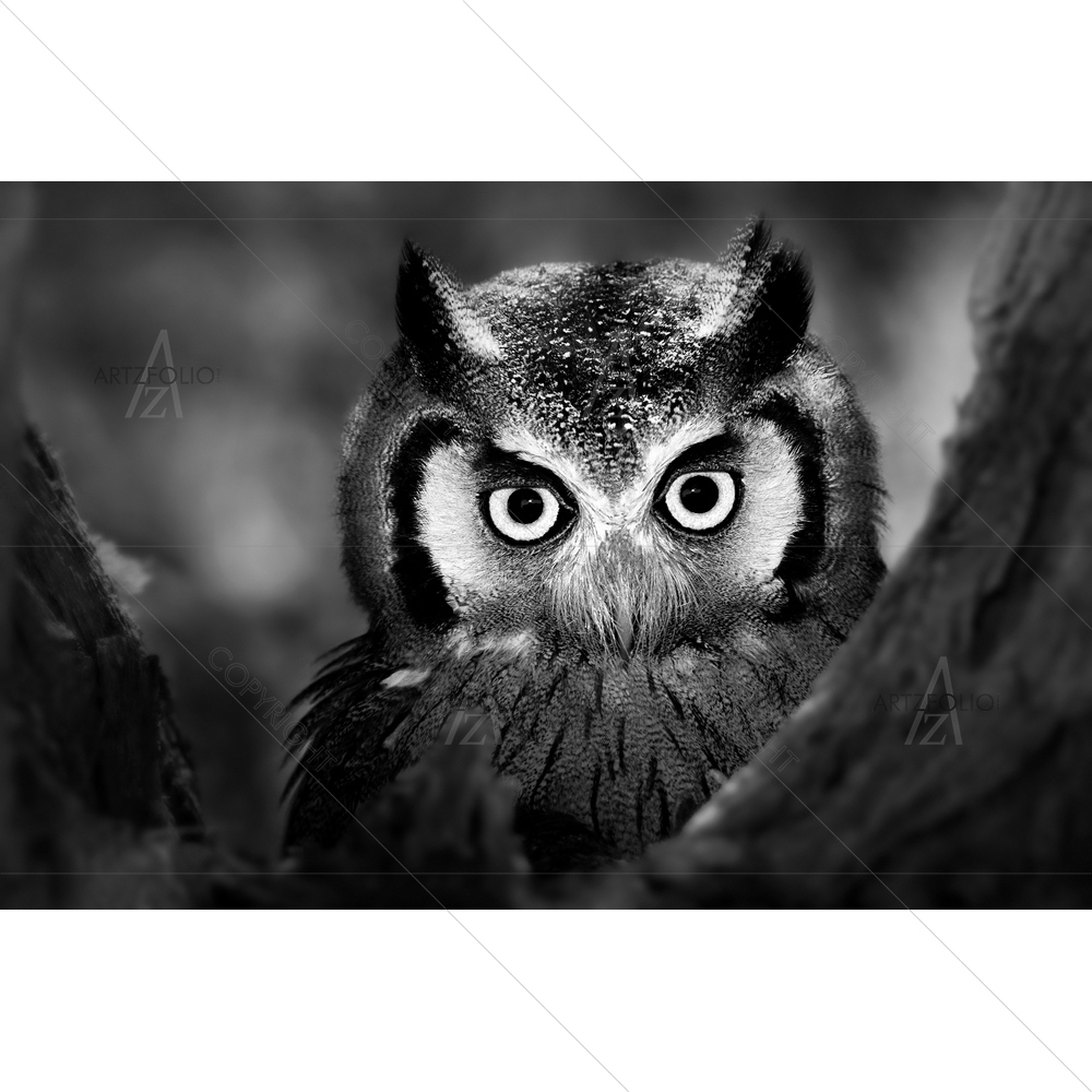 Portrait of Owl — custom-size art design 5009636