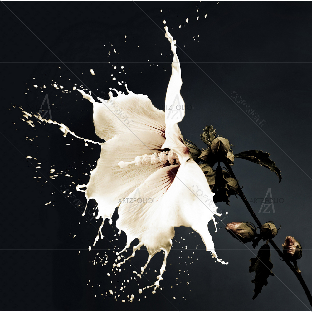 White Flowers with Milk Splashes — custom-size art design 5009646