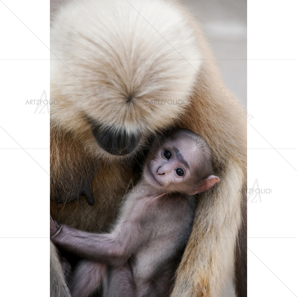 Baby Hanuman Langur, Rishikesh, India — Devotional custom art by ArtzFolio