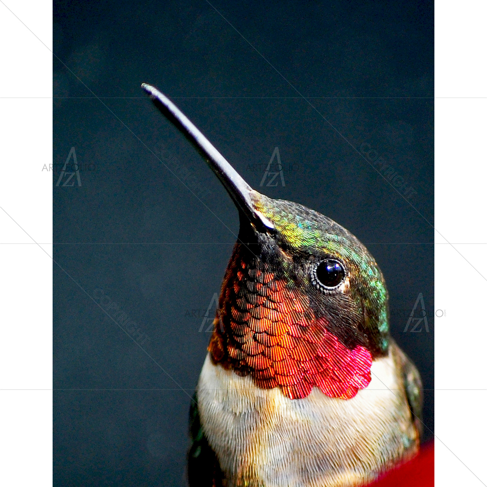 Hummingbird Jewelled Beauty — custom-size art design 5009656